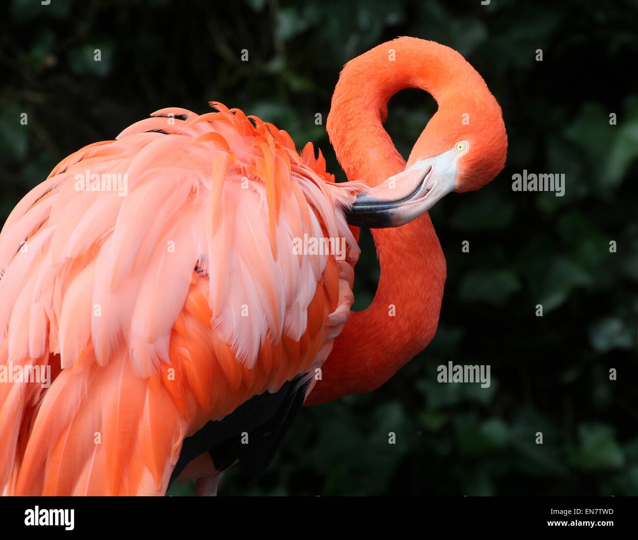 Putzen, American oder Karibik Flamingo (Phoenicopterus Ruber), Nahaufnahme von Kopf und Körper Stockfoto