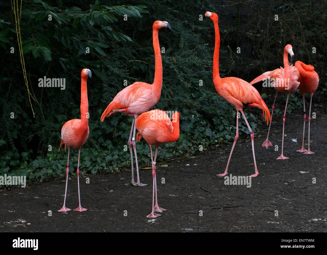 Gruppe von amerikanischen oder lebhafte karibische Flamingos (Phoenicopterus Ruber) Stockfoto