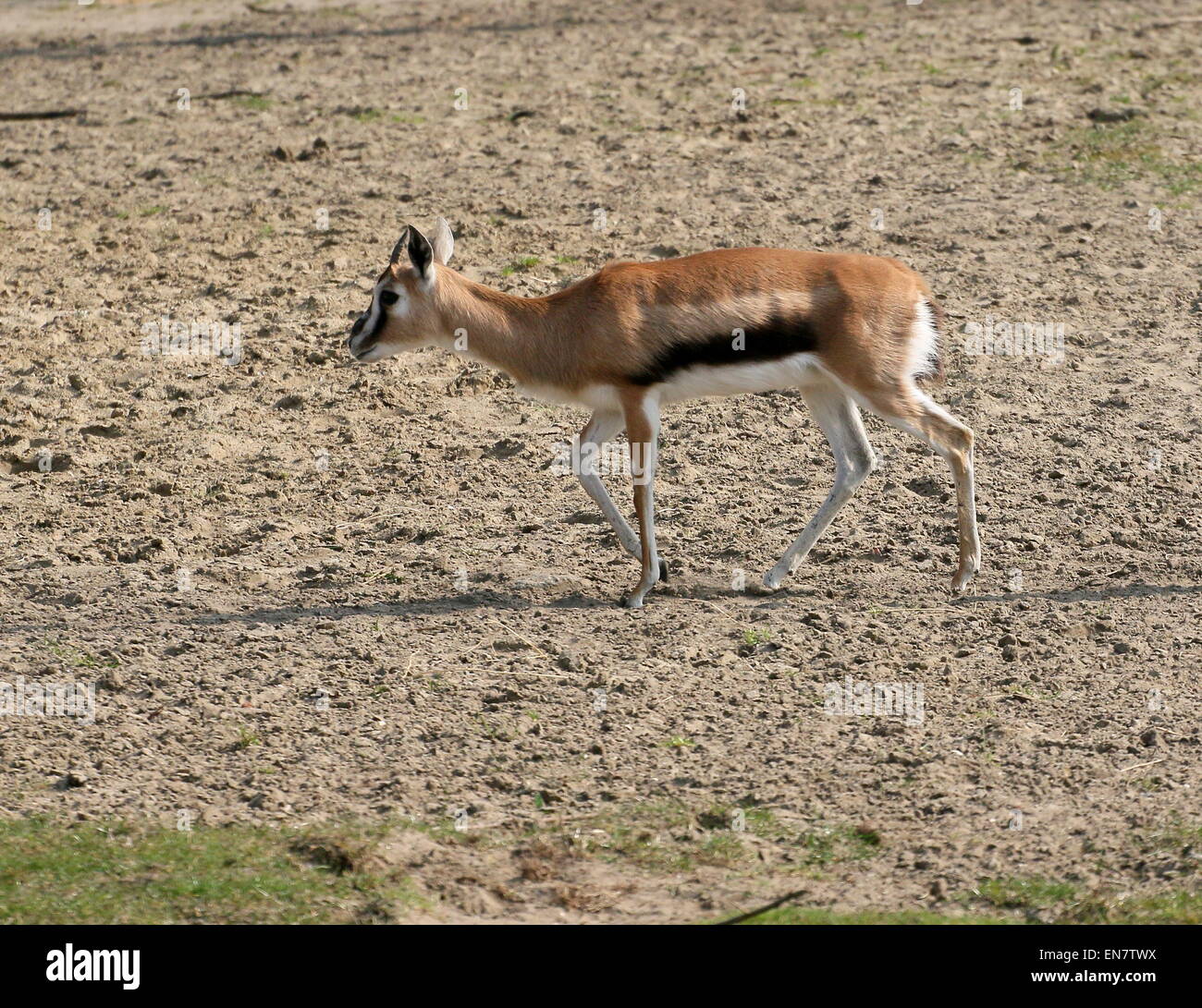 Weibliche East African ThomsonGazelle (Eudorcas Thomsonii, Gazella