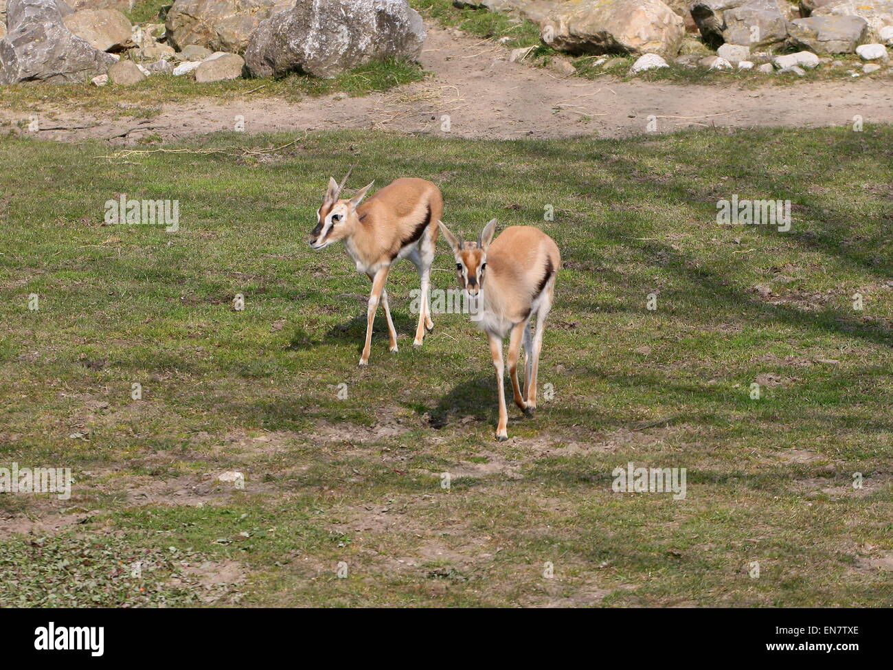 Weibliche East African ThomsonGazellen (Eudorcas Thomsonii, Gazella