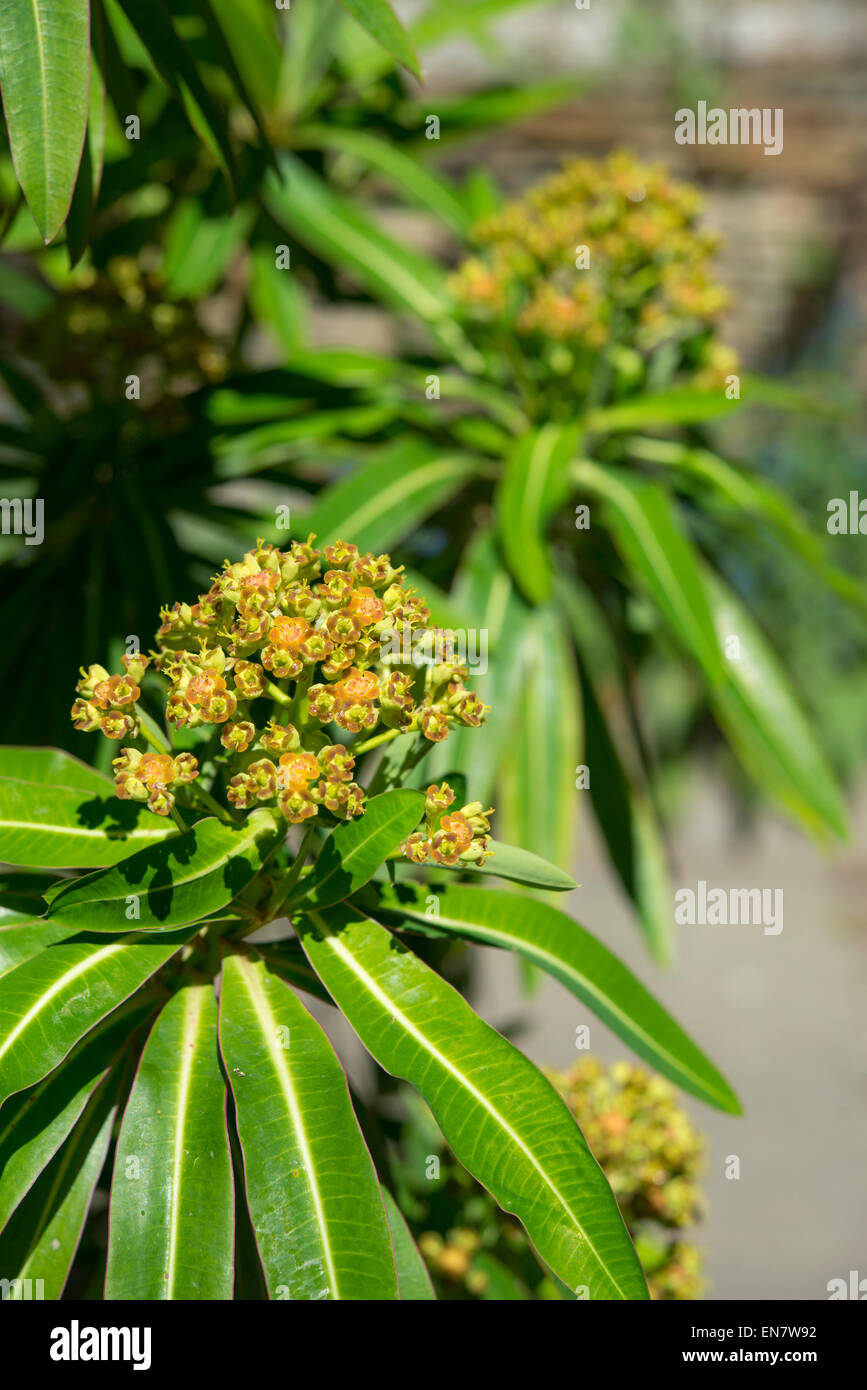 Euphorbia Mellifera in Blüte. Eine Nahaufnahme von der ungewöhnlichen Blütenstand welche Gerüche des Honigs. Stockfoto
