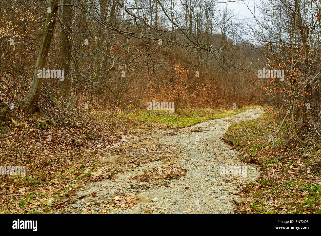 Landschaft mit einem ausgetrockneten Flussbett durch den Wald an einem bewölkten Tag Stockfoto