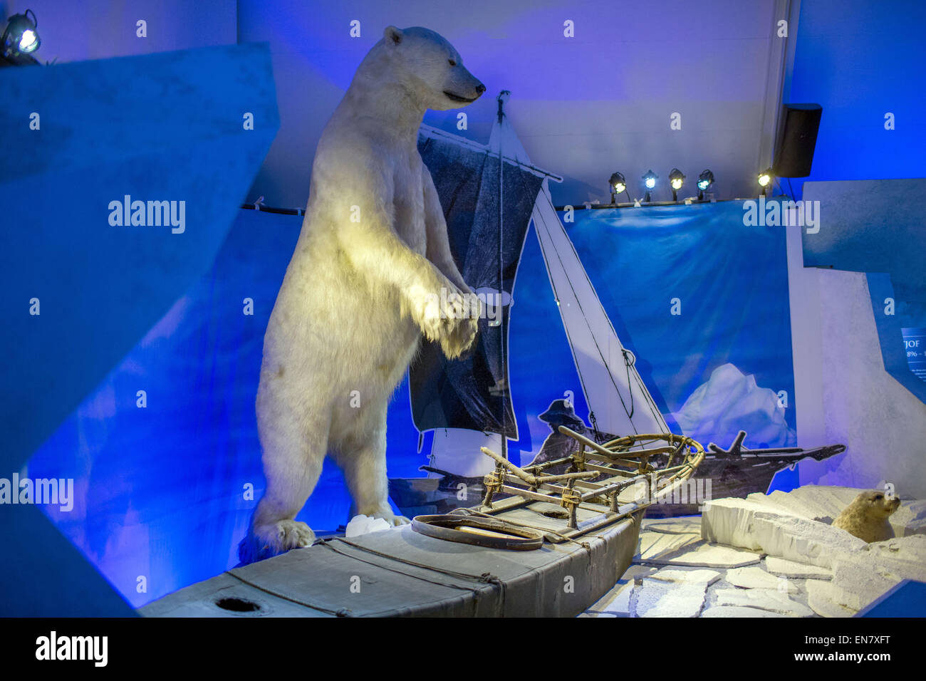 Oslo, Norwegen. 7. April 2015. Ein ausgestopften Eisbären wird auf dem Display an das Fram-Museum auf der Bygdoey Halbinsel in Oslo, Norwegen, 7. April 2015. Das Museum widmet sich der Geschichte der norwegischen Polarexpeditionen. Foto: JENS Büttner/Dpa/Alamy Live News Stockfoto