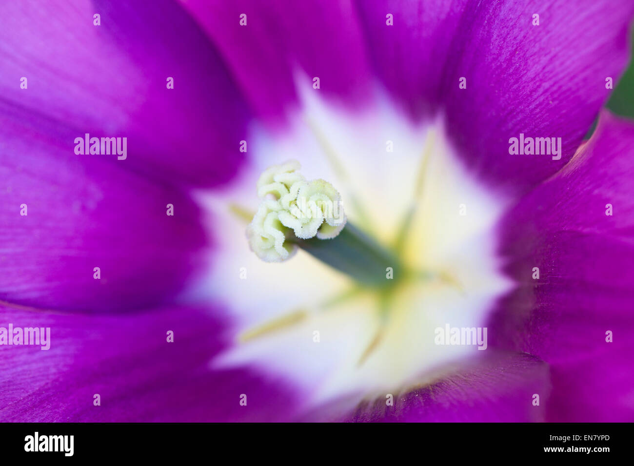 Makrobild des Stigmas und des Stempel einer schönen, leuchtend violetten Tulpe, Großbritannien Stockfoto