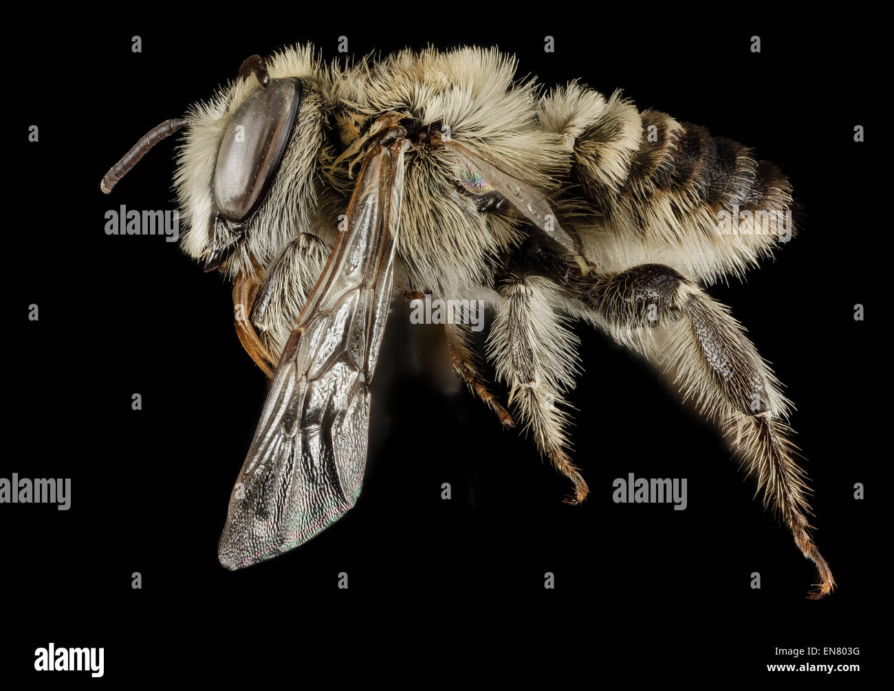 Lithurgus tibialis Fotos und Bildmaterial in hoher Auflösung Alamy