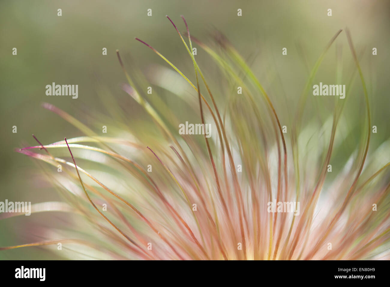 Weiche Linien von einem Pulsatilla Vulgaris Samen Leiter in der Nähe auf. Stockfoto