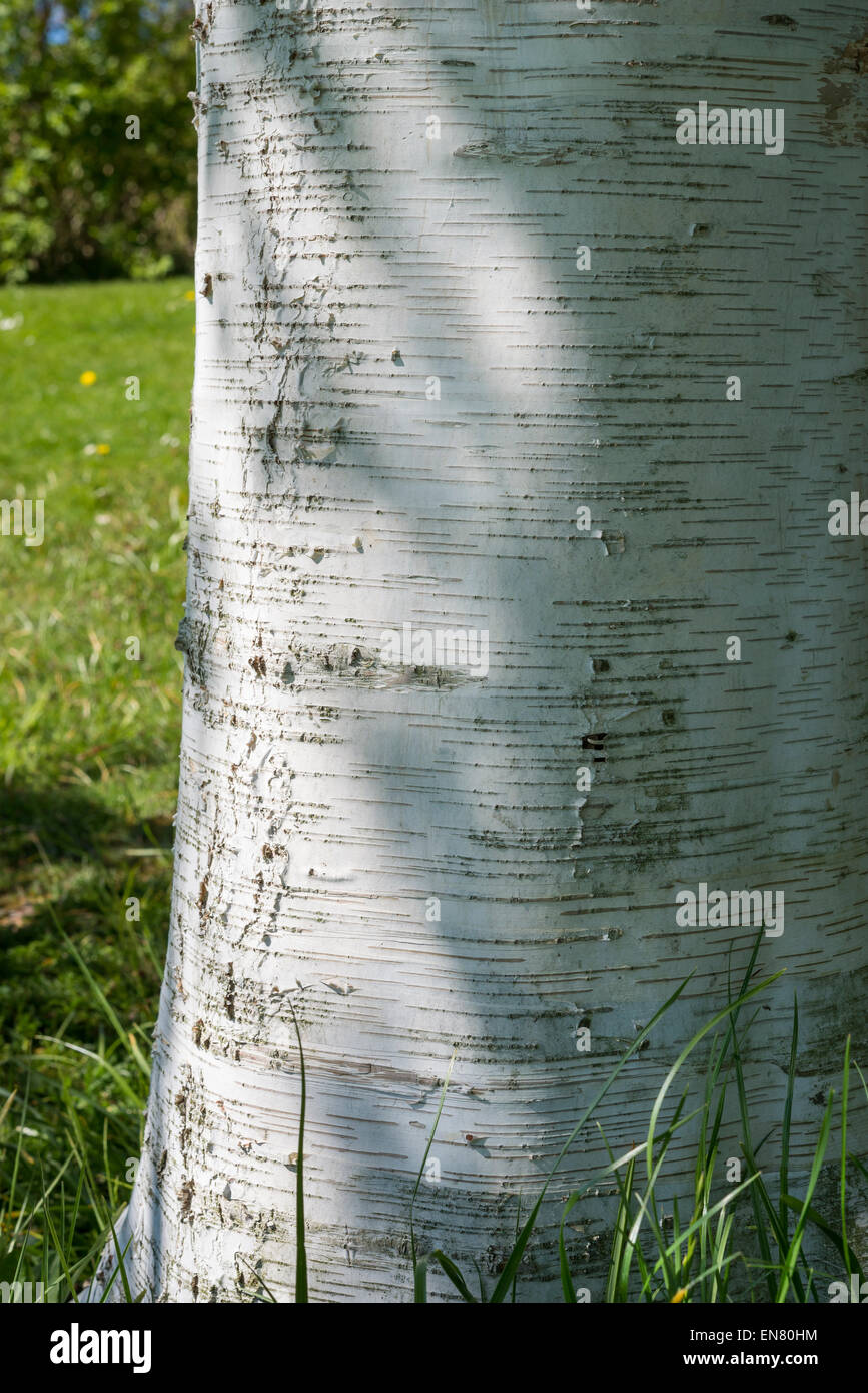 Weiße Rinde einer Birke Baumstamm in Sheffield Botanical Gardens. Stockfoto