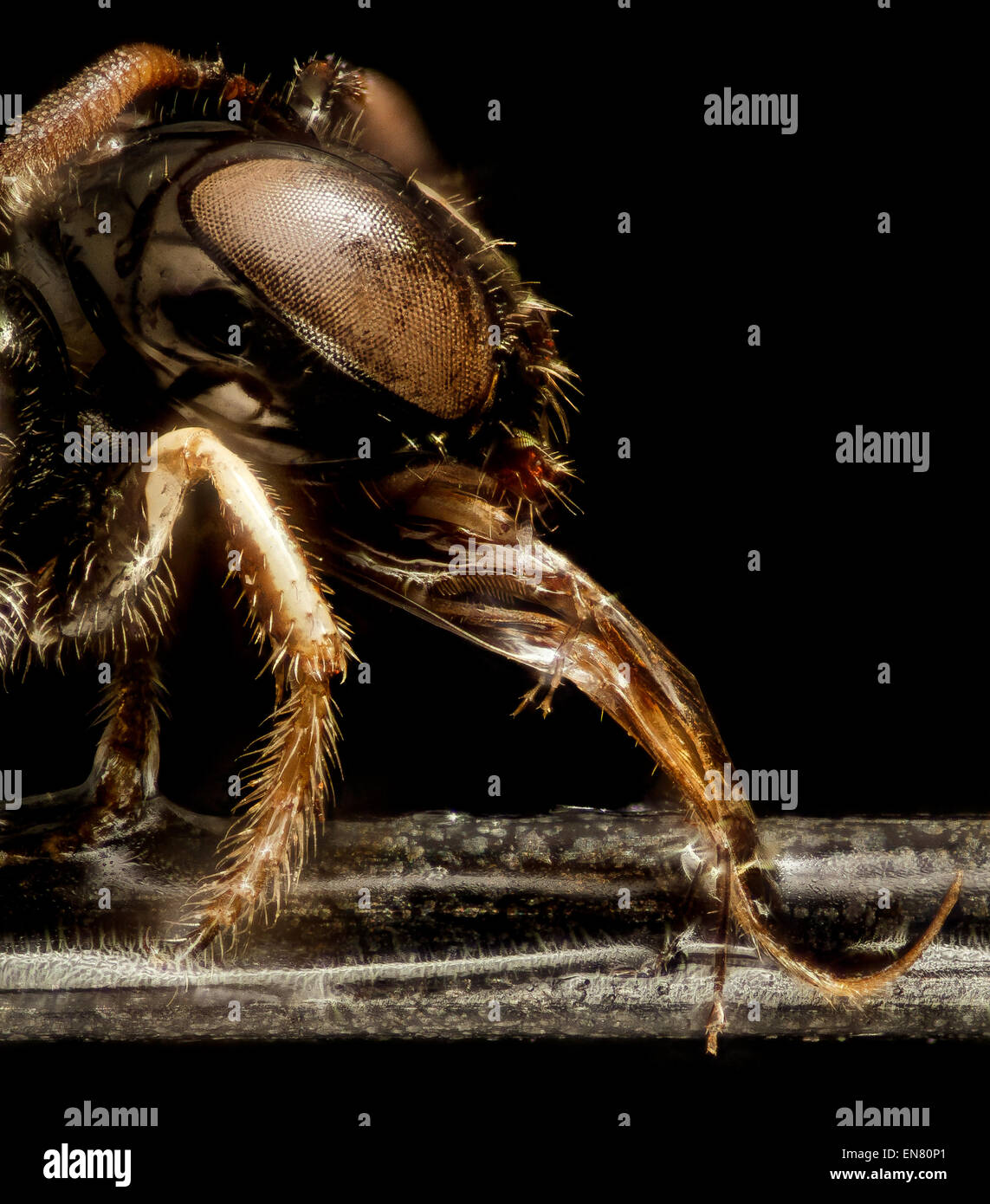 Ceratina arizonensis, eine Art kleiner Zimmermannbiene, kommt in Kalifornien vor. Dieses Bild zeigt die Seitenansicht der Biene, die vor schwarzem Hintergrund in ihrem natürlichen Lebensraum in der Nähe der Santa Monica National Recreation Area und des Zuma Canyon aufgenommen wurde. Stockfoto