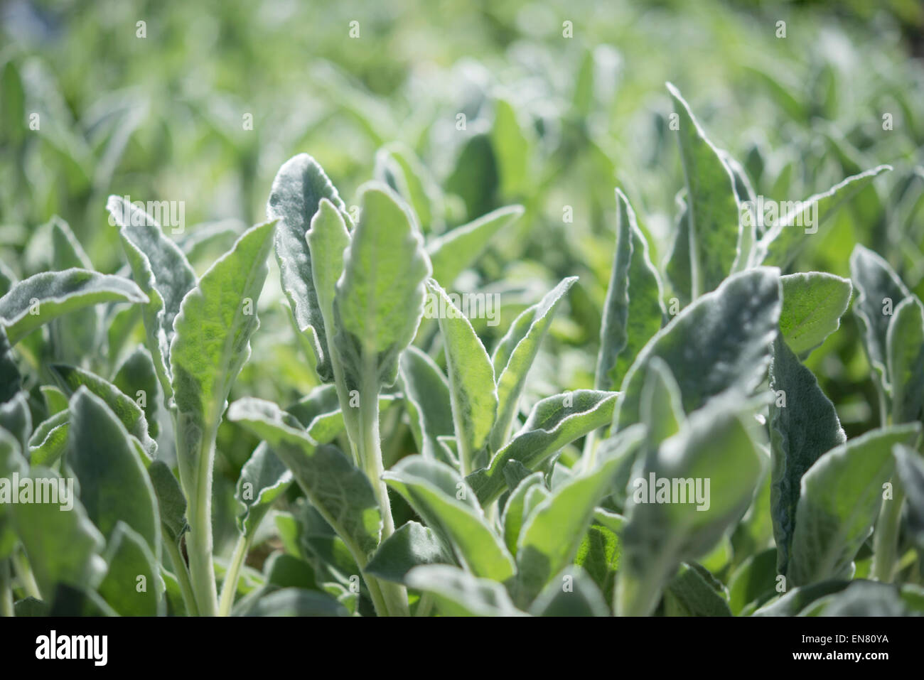 Frische neue Triebe von einem Stachys Byzantina Silber Teppich-Werk in hellen Frühlingssonne. Stockfoto