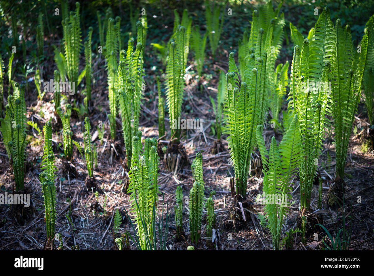 Matteuccia Struthiopteris (Federball Farn) kommen in Wachstum in Sheffield Botanical Gardens. Stockfoto