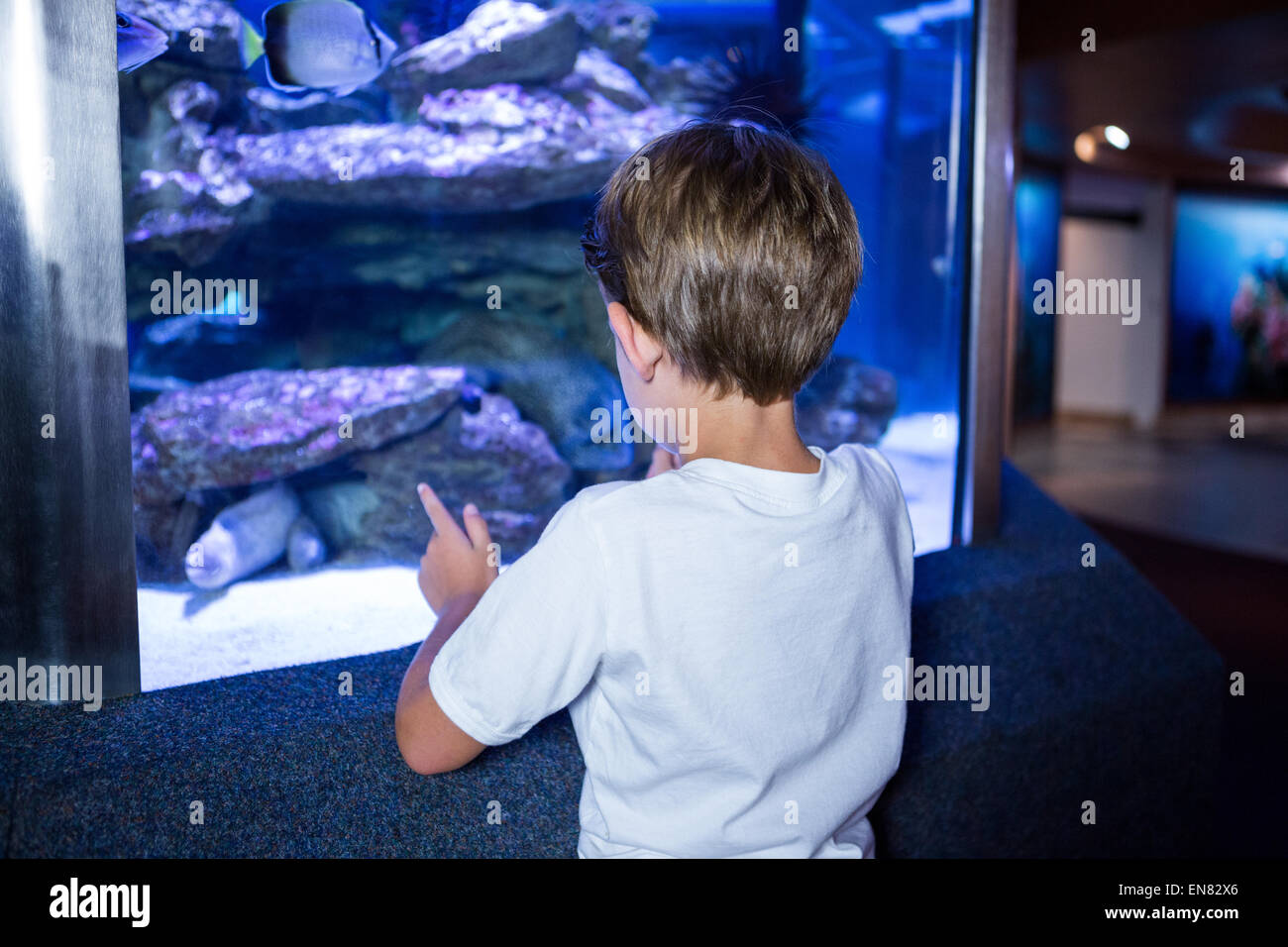 Junger Mann, Blick auf Fische in einem Aquarium Stockfoto