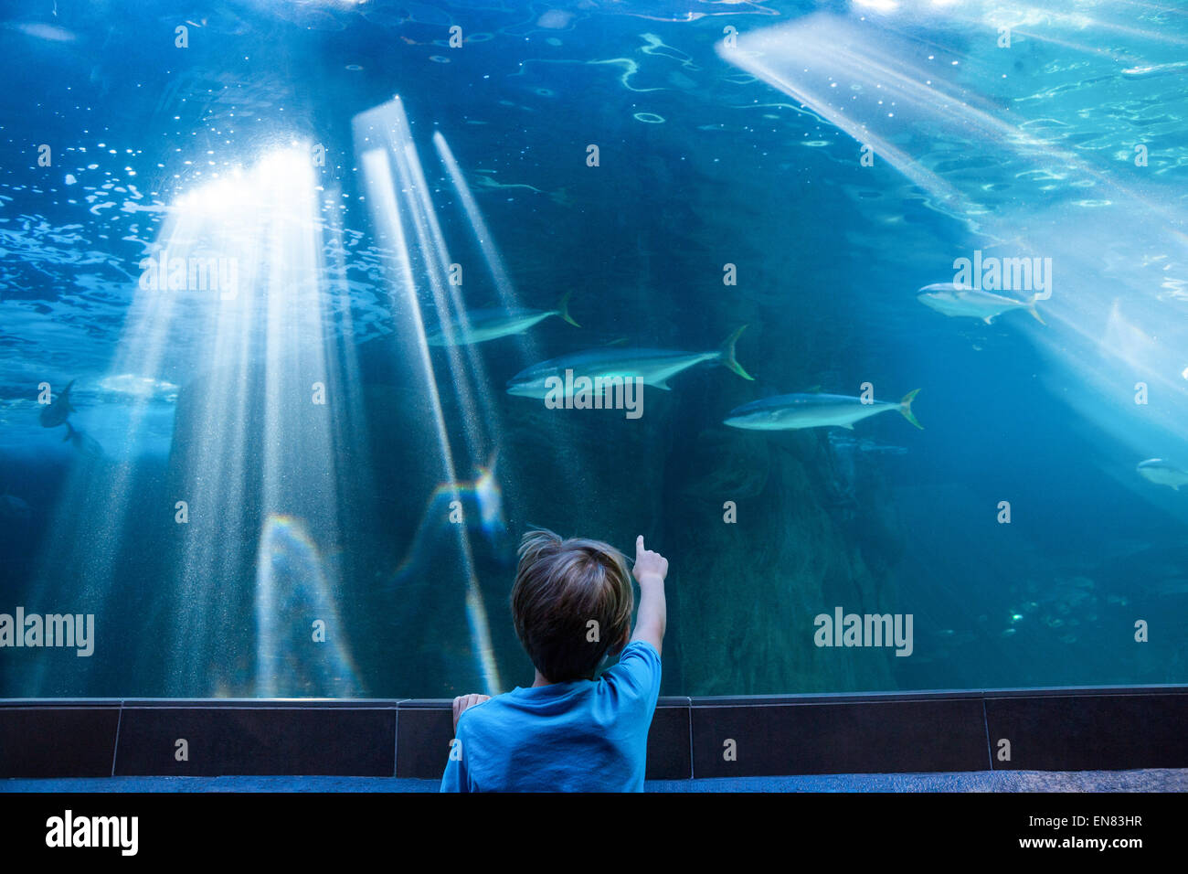 Junger Mann zeigen Fische in einem Aquarium mit seinem finger Stockfoto