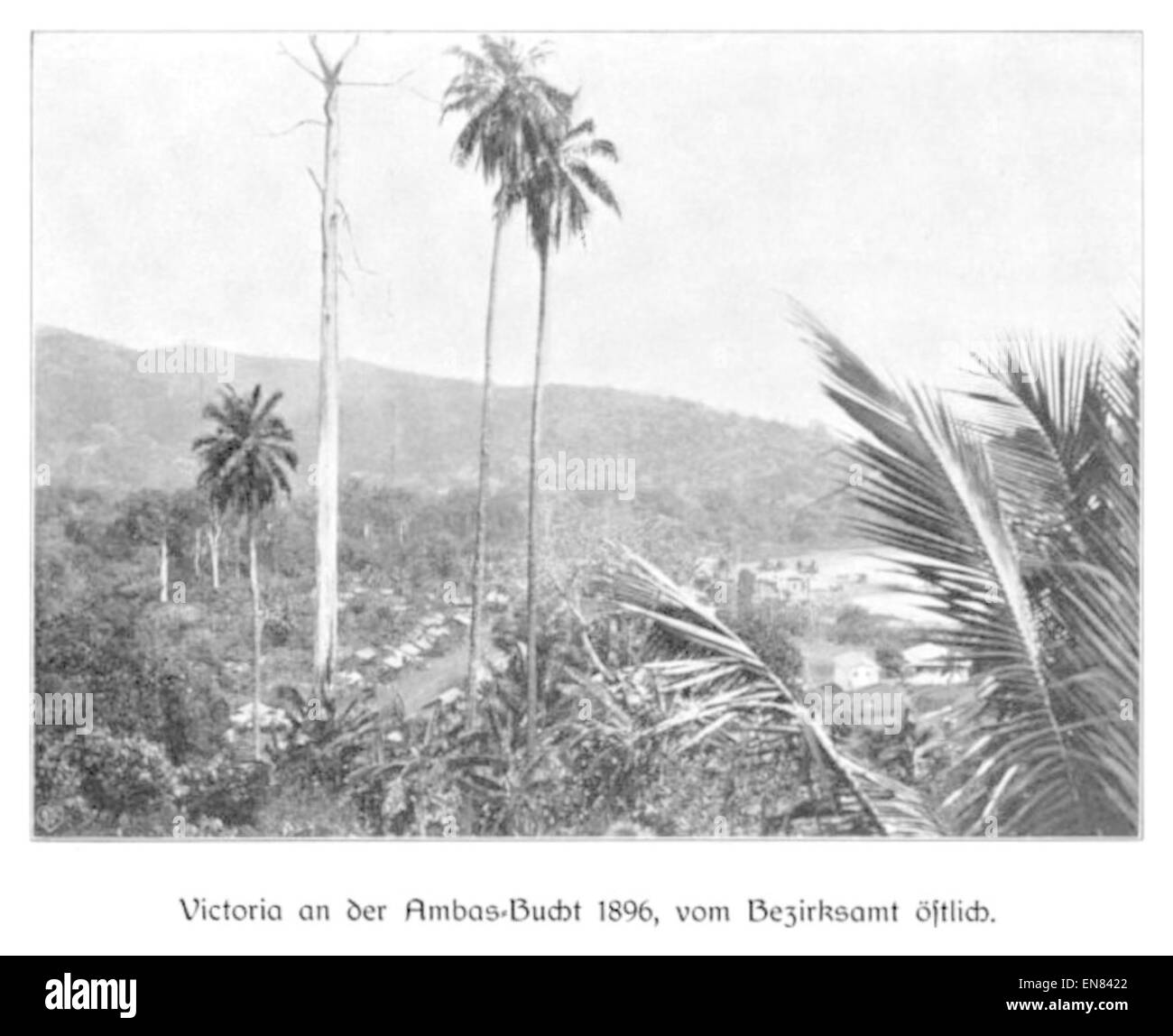 WOHLTMANN(1904) p003 Victoria eine der Ambas-Bucht, 1896 Stockfoto