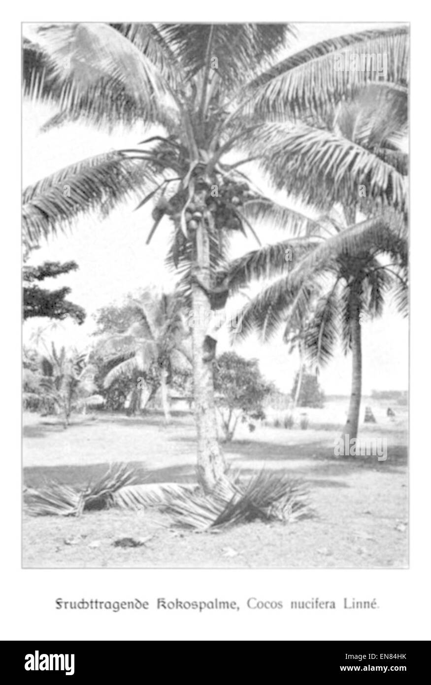 WOHLTMANN(1904) p100 Fruchtragende Kokospalme Stockfoto
