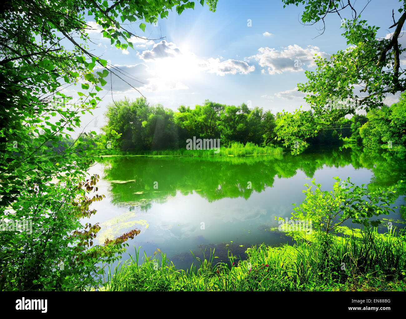 Grüne Feder an einem stillen Fluss am sonnigen Tag Stockfoto