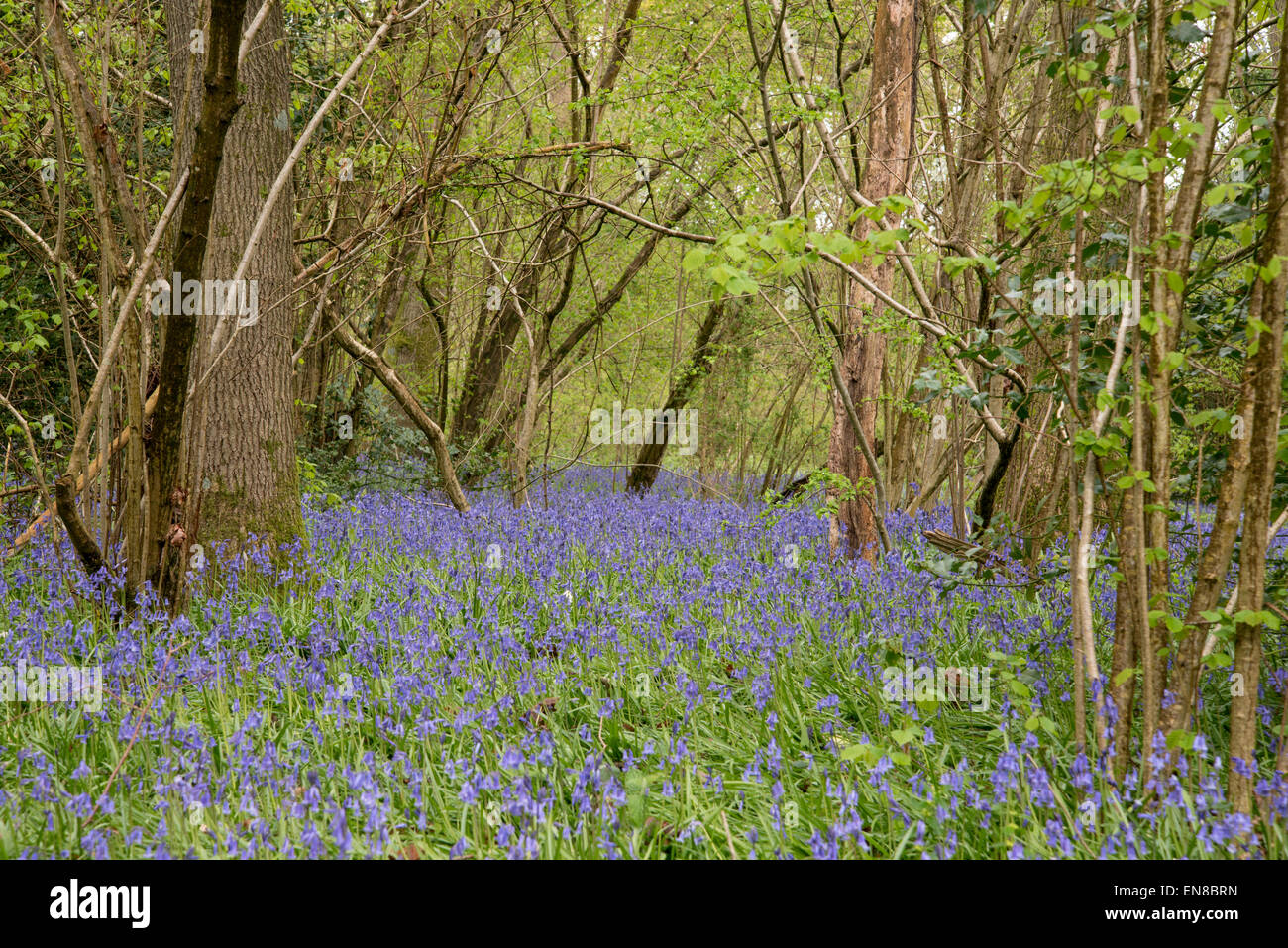 Glockenblumen in Plumpton Wood, einem alten Waldgebiet, in East Sussex Stockfoto