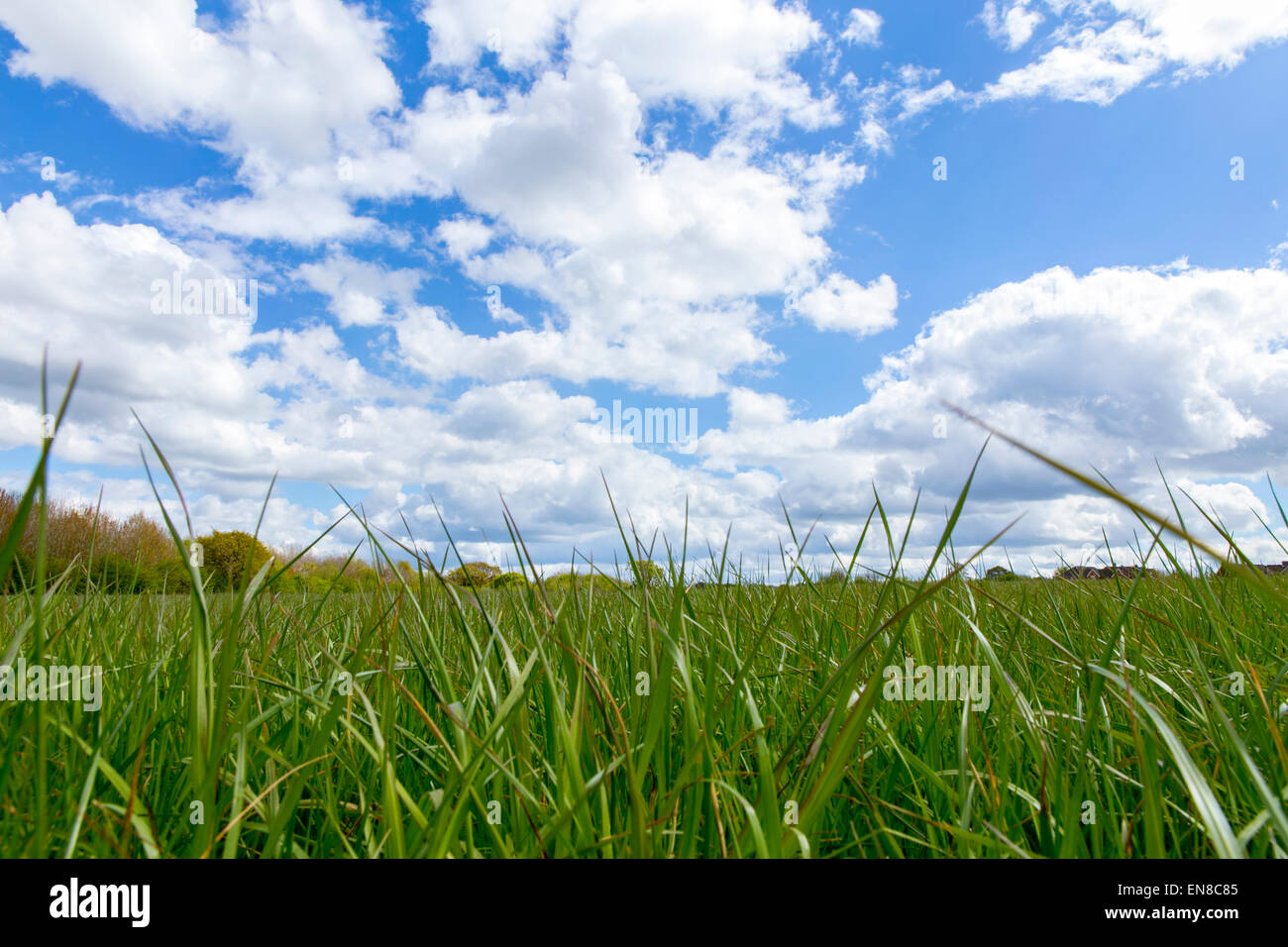 grünen Rasen unter einem blauen und bewölkten Himmel Stockfoto