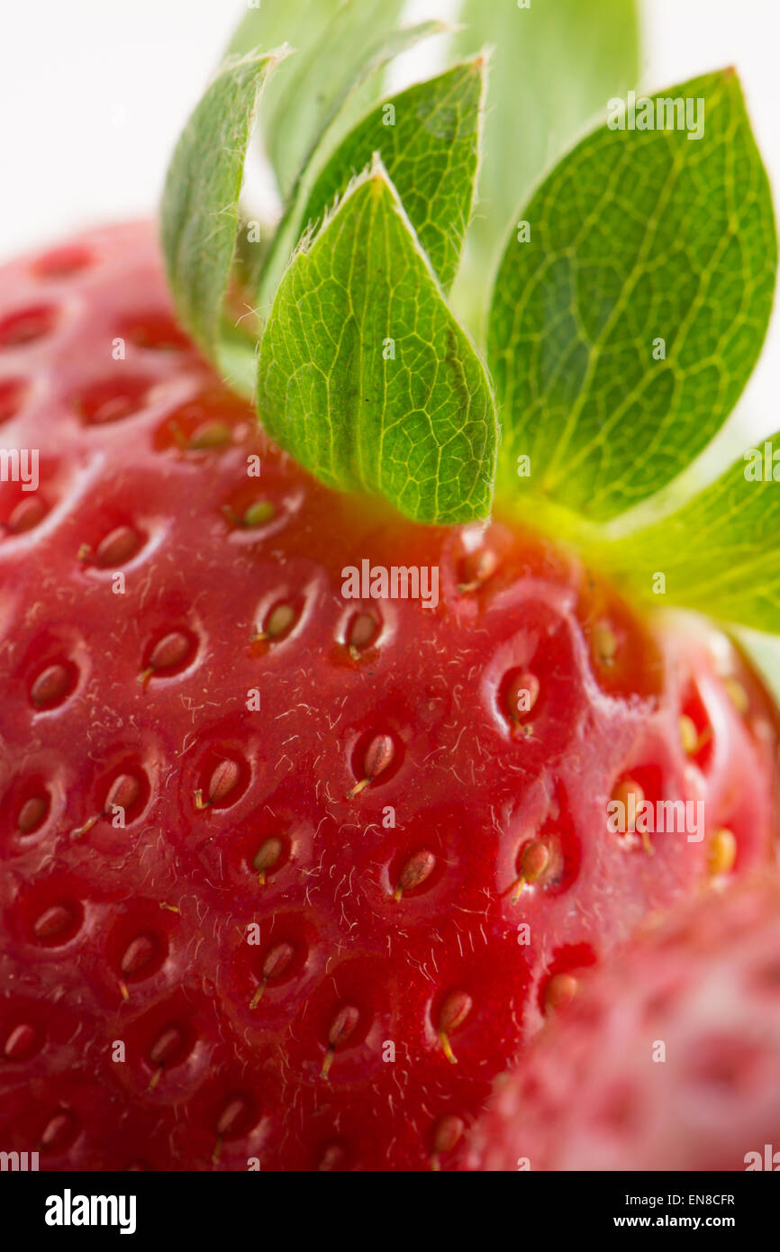 Nahaufnahme von pralle Reife Erdbeere mit Hintergrundbeleuchtung Blatt Stockfoto