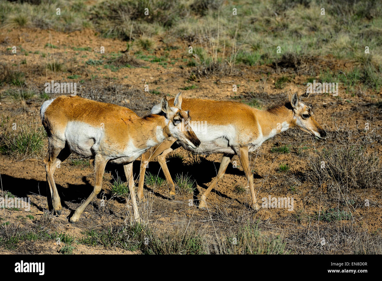 Gabelbock, Ut, usa Stockfoto