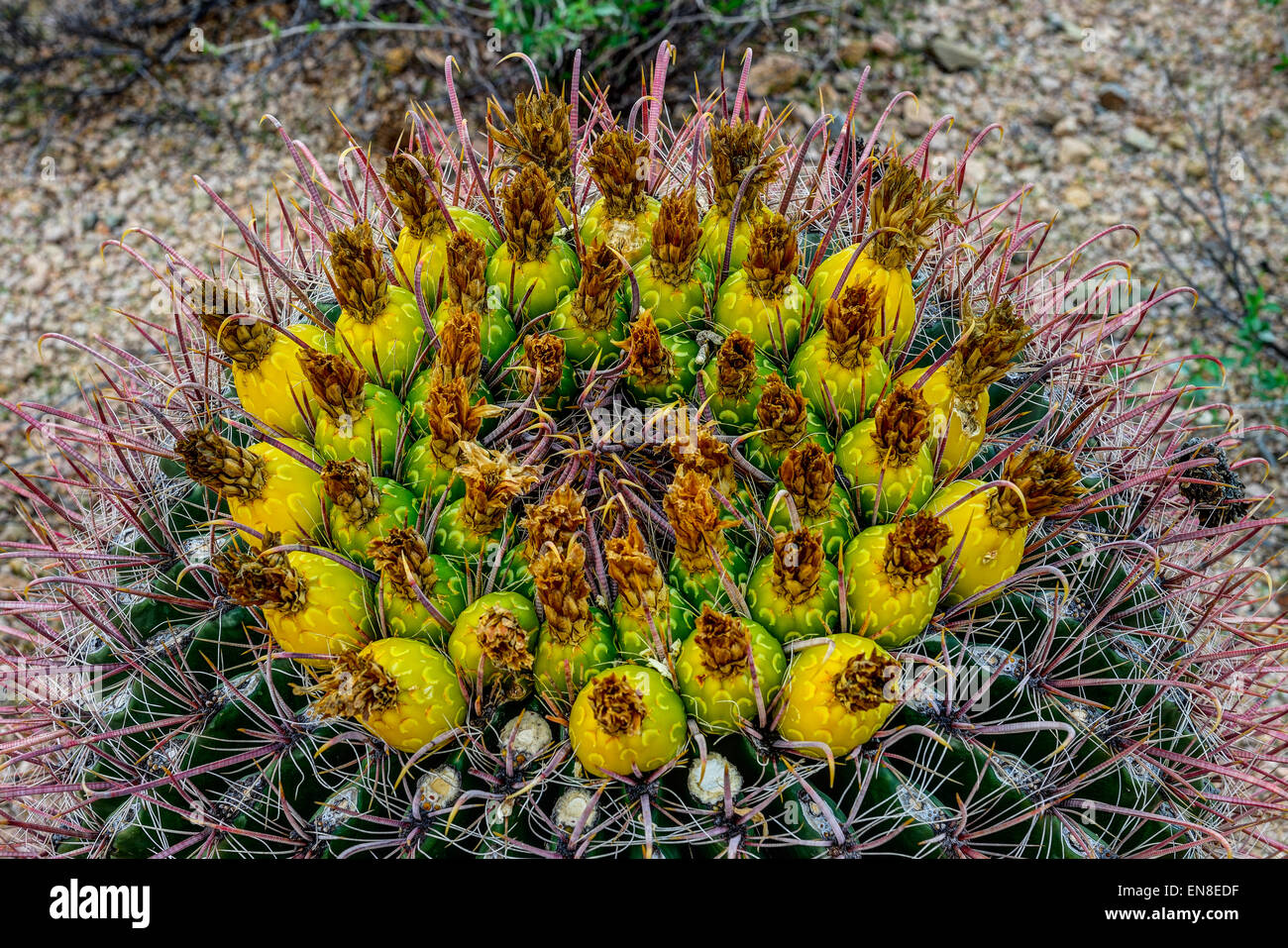 Angelhaken Barrel Cactus, Saguaro-Nationalpark, az Stockfoto