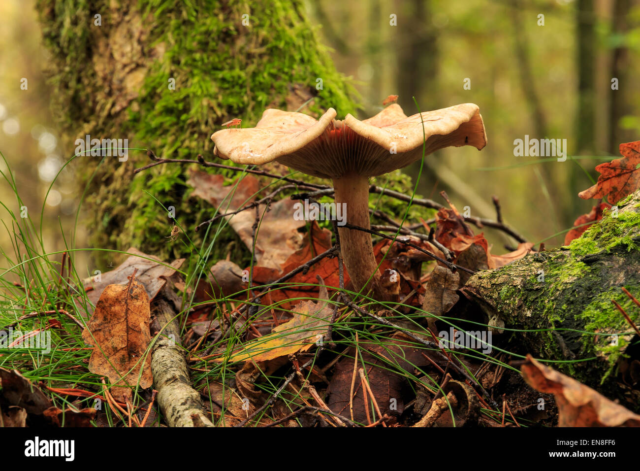 Nahaufnahme eines einzigen Pilzes in einem Wald in Drenthe, Niederlande. Stockfoto
