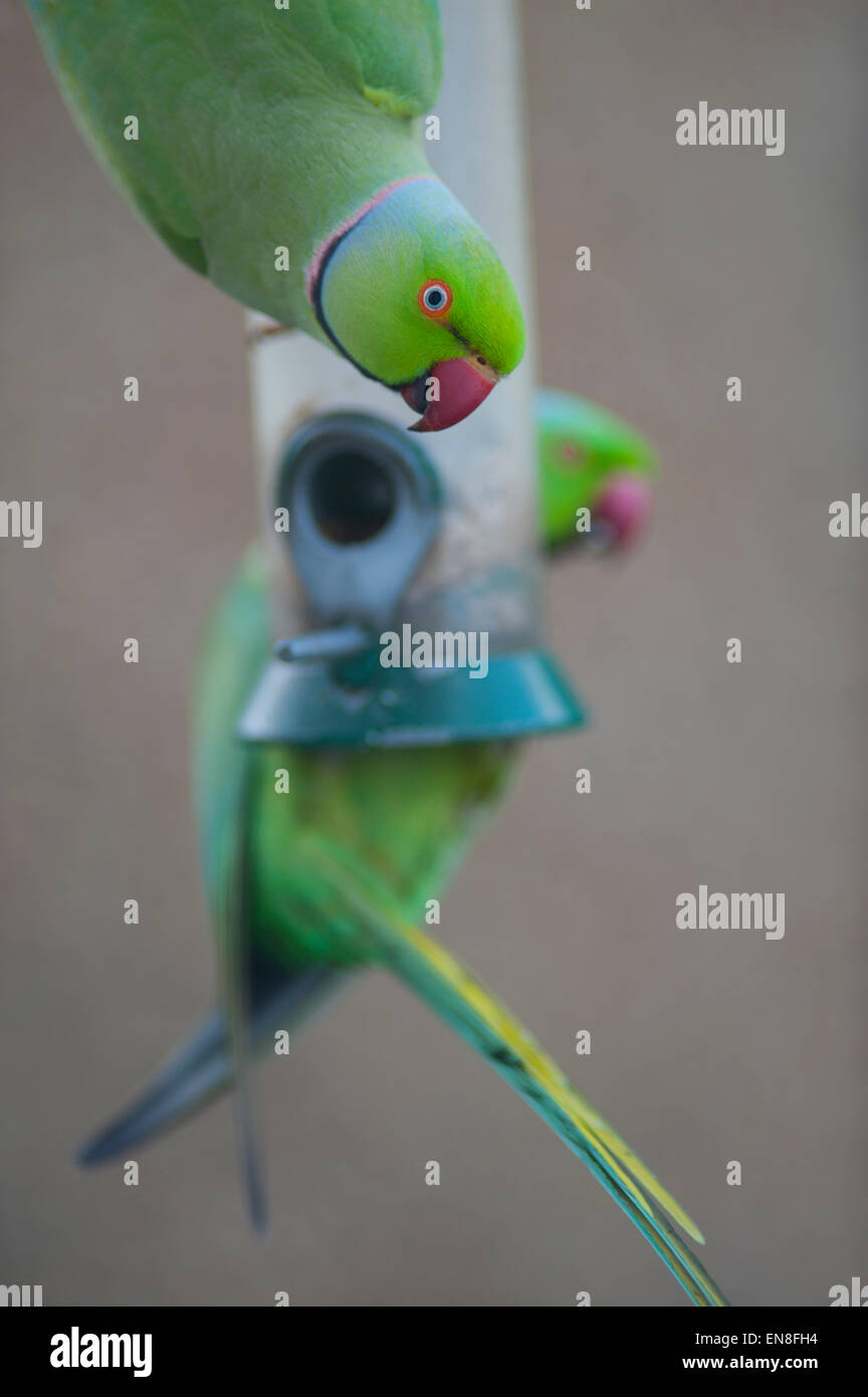 Wimbledon, London, UK. 29. April 2015. Großbritanniens nur eingebürgert Papagei und die Geißel des suburbanen London Gärten, eine Gruppe von Ring-Necked Papageien erreichen ein Garten Vogelhaus am frühen Abend innerhalb von 2 Stunden entleeren. Bildnachweis: Malcolm Park Leitartikel/Alamy Live-Nachrichten Stockfoto