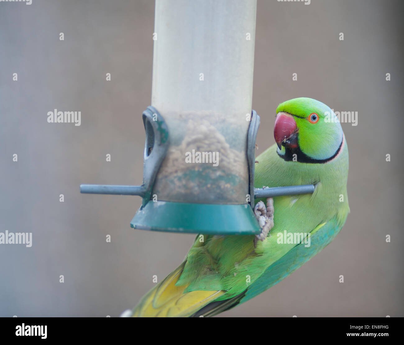 Wimbledon, London, UK. 29. April 2015. Großbritanniens nur eingebürgert Papagei und die Geißel des suburbanen London Gärten, eine Gruppe von Ring-Necked Papageien erreichen ein Garten Vogelhaus am frühen Abend innerhalb von 2 Stunden entleeren. Bildnachweis: Malcolm Park Leitartikel/Alamy Live-Nachrichten Stockfoto