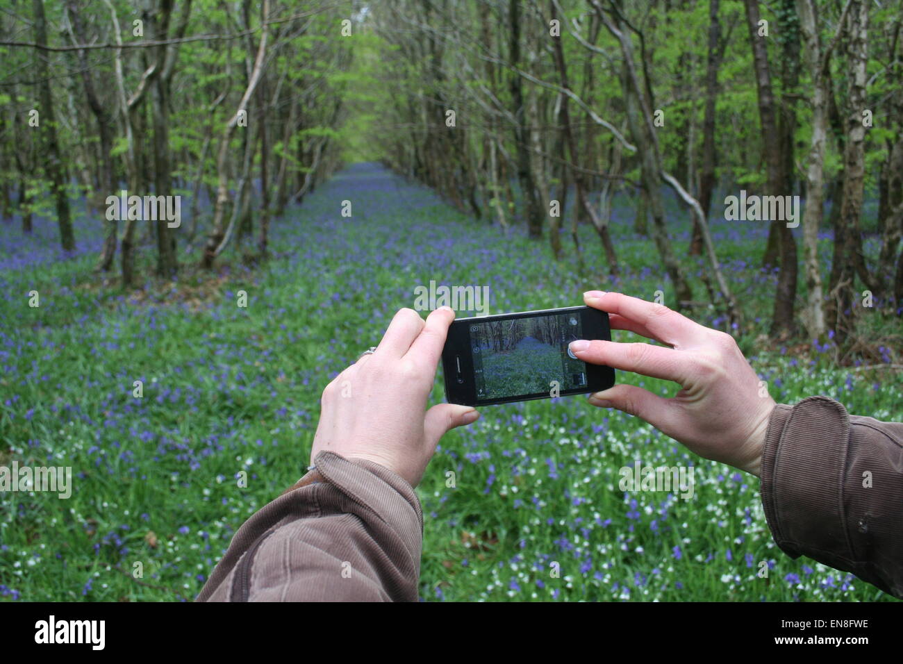 Womans Hände nehmen eine Foto von Glockenblumen, auf dem Iphone. Stockfoto