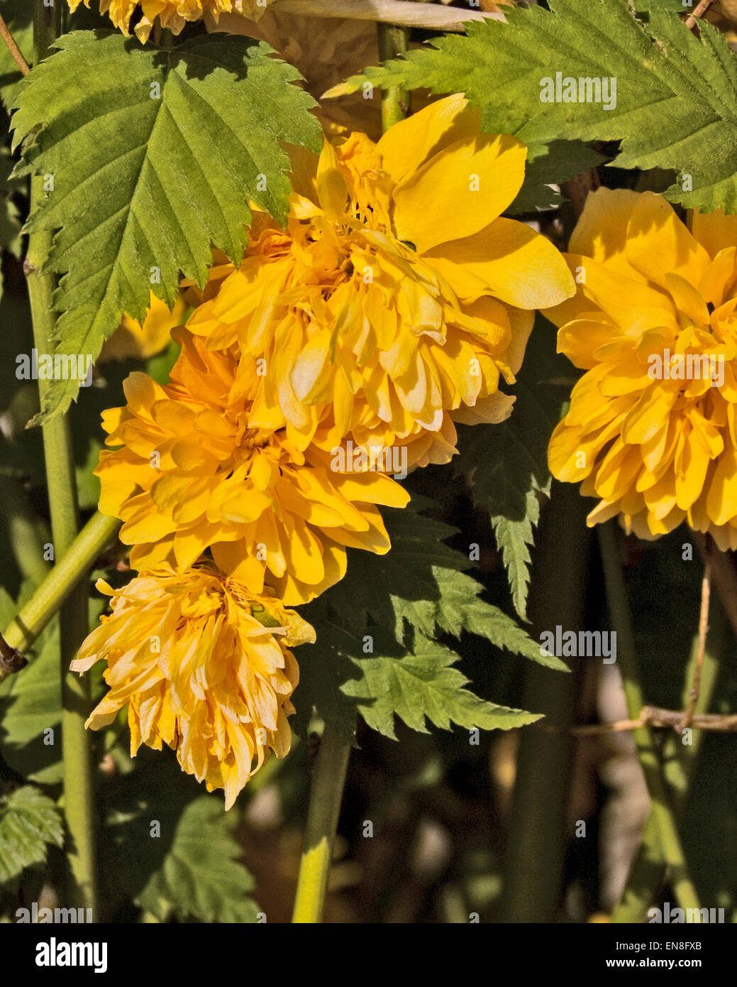 Bilder von rosen Fotos und Bildmaterial in hoher Auflösung Alamy