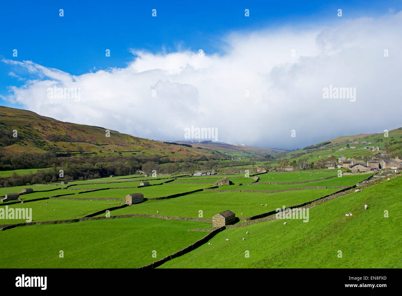 Feld-Scheunen und Trockenmauern, Gunnerside, Swaledale, North Yorkshire, Yorkshire Dales National Park, England UK Stockfoto