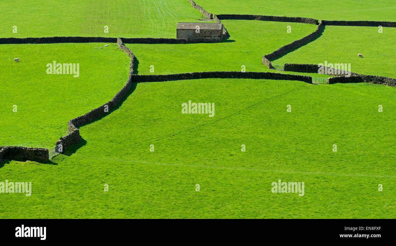 Feld-Scheune und Trockenmauern, Gunnerside, Swaledale, North Yorkshire, Yorkshire Dales National Park, England UK Stockfoto