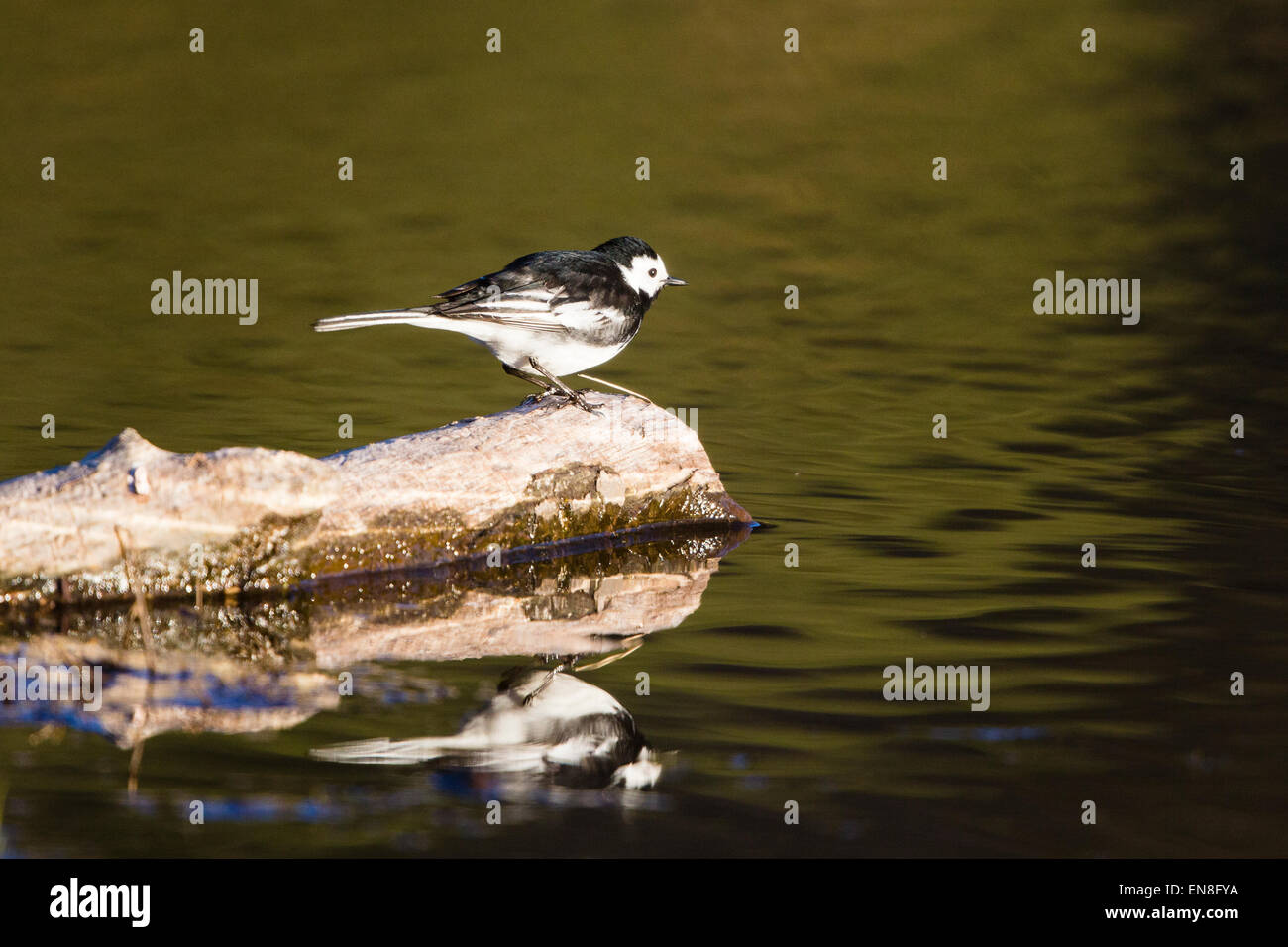 Ein Trauerschnäpper Bachstelze (Motocilla Alba) am Rande eines kleinen Pools. Der Vogel spiegelt sich in der Wasseroberfläche. Stockfoto