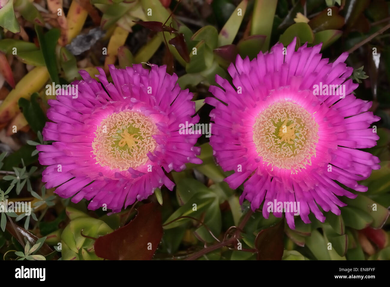 Pflanze mit bunten Blumen: gelb, lila und weiß. Seine Zweige sind fleischig und saftig mit Verzweigungen, die Sträucher bilden. Stockfoto