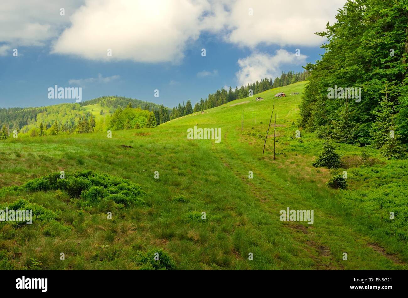 Berglandschaft im Frühjahr. Trail führt durch das grüne Tal an die Spitze des Hügels in Beskiden, Polen. Stockfoto
