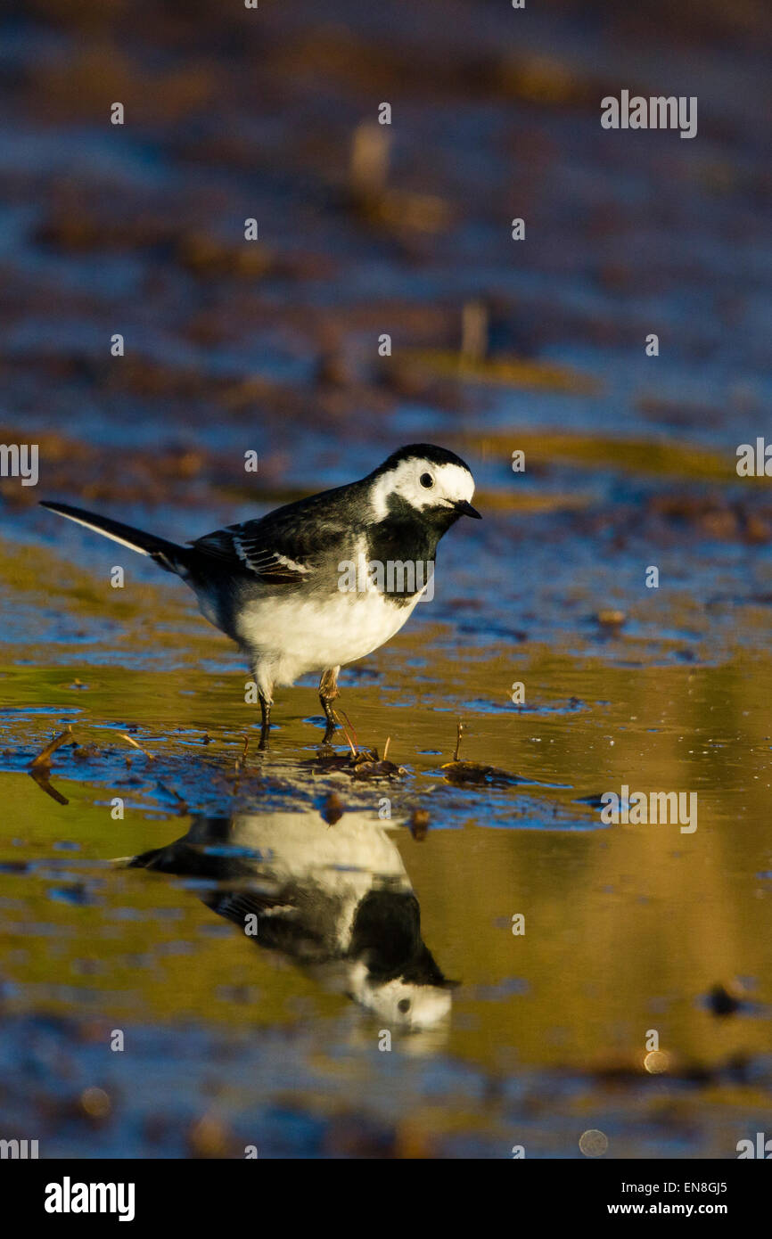 Ein Trauerschnäpper Bachstelze (Motocilla Alba) am Rande eines kleinen Pools. Der Vogel spiegelt sich in der Wasseroberfläche. Stockfoto