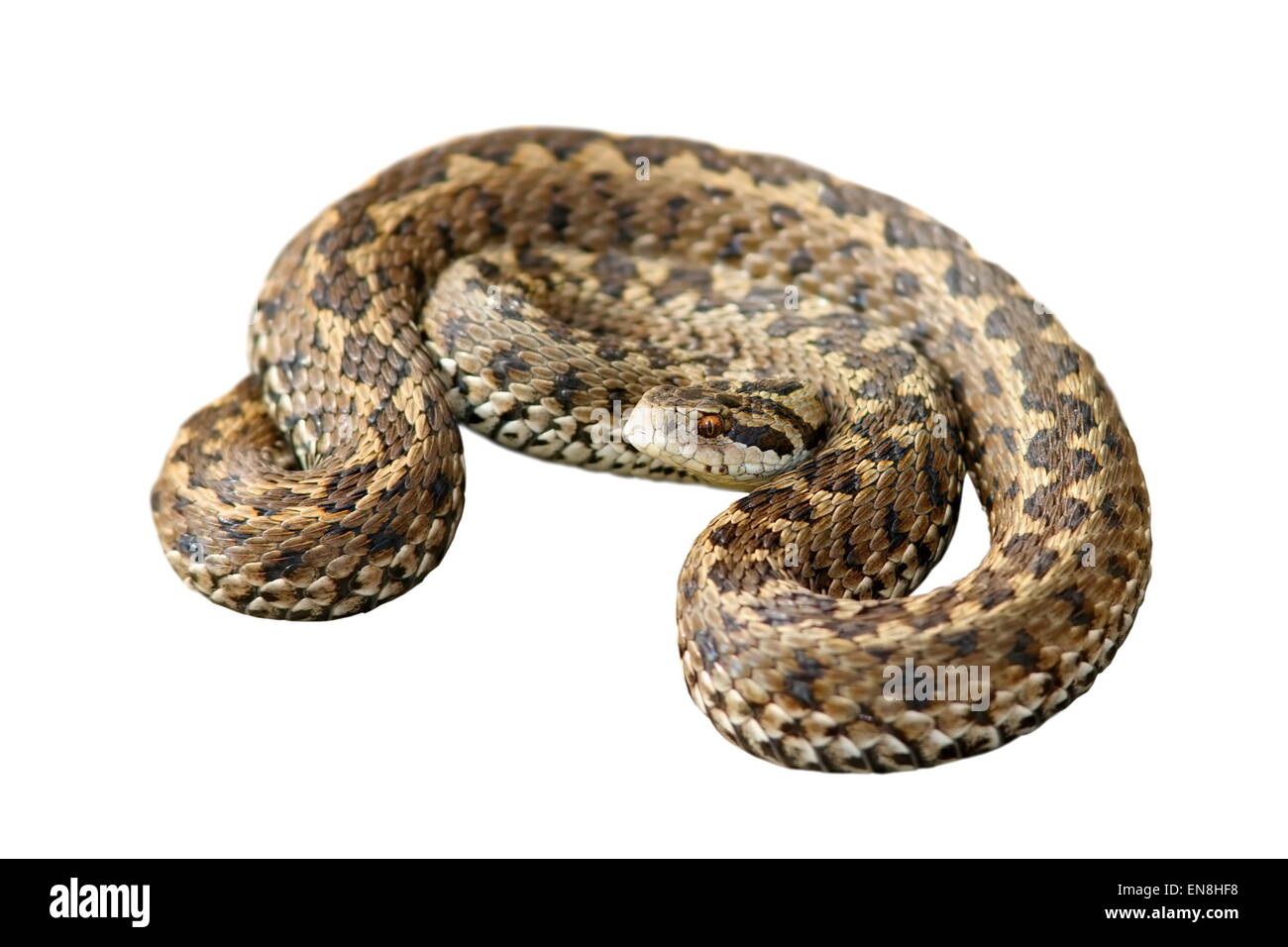 Ungarischen Wiesenotter (Vipera Ursinii Rakosiensis) isoliert auf weißem Hintergrund Stockfoto