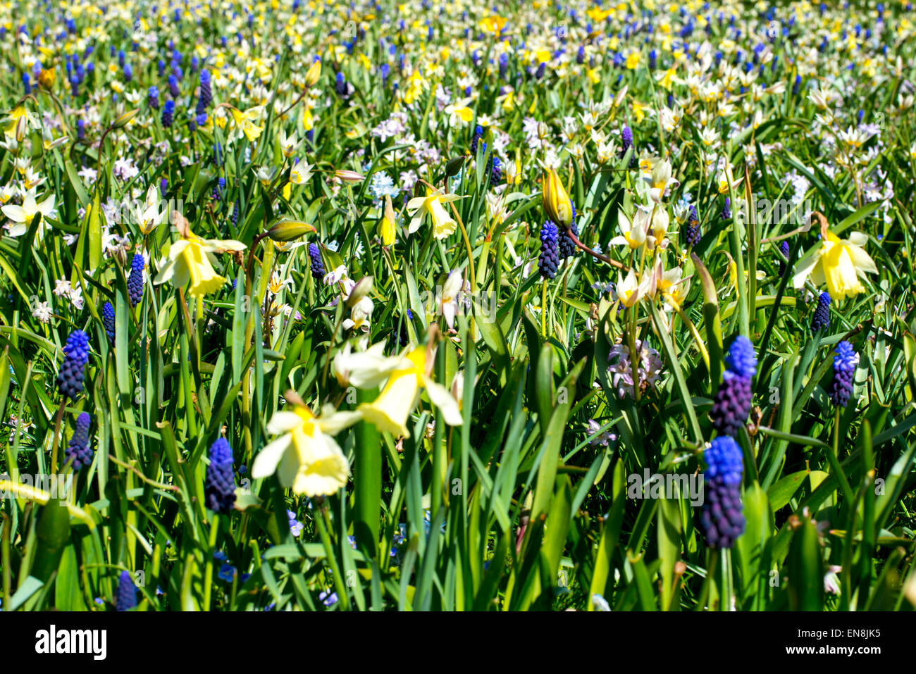 Wilde tulpenblumen Fotos und Bildmaterial in hoher Auflösung Alamy