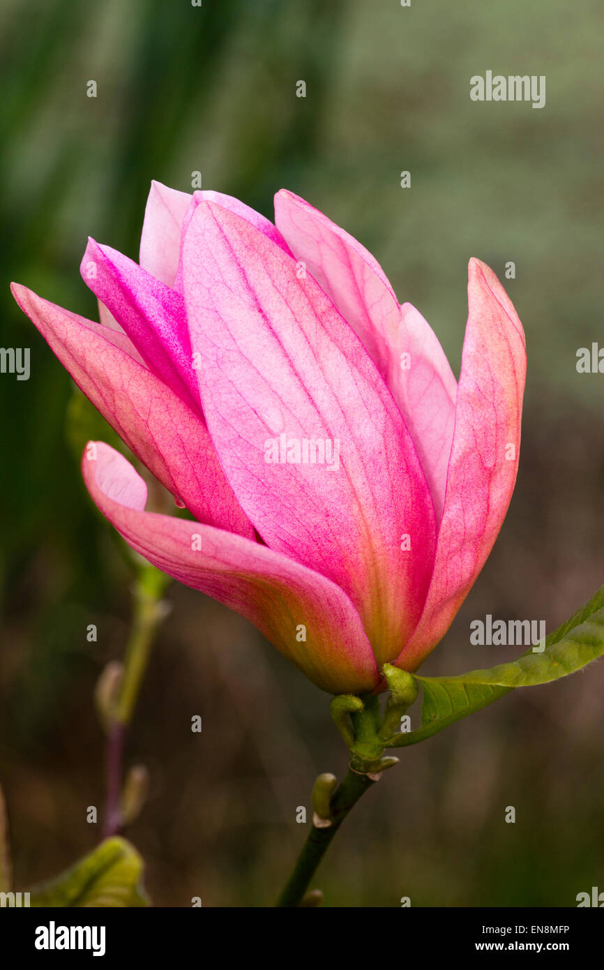 Einzelne Blume von Laubbaum Magnolia "Daybreak" Stockfoto