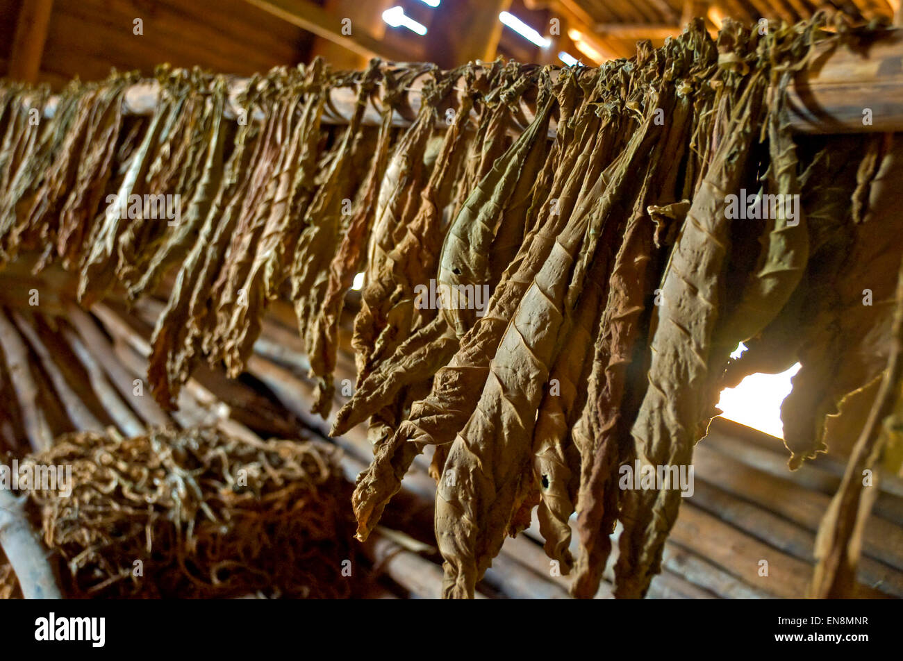 Horizontale Ansicht in eine Trocknung Scheune auf einem Tabak-Bauernhof in Vinales. Stockfoto