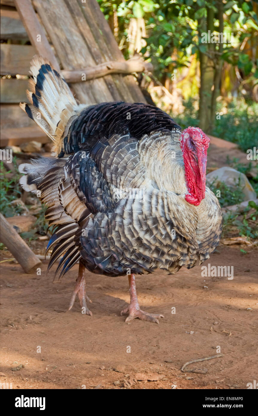 Vertikale Ansicht einer domestizierten Türkei auf einer Farm in Vinales. Stockfoto