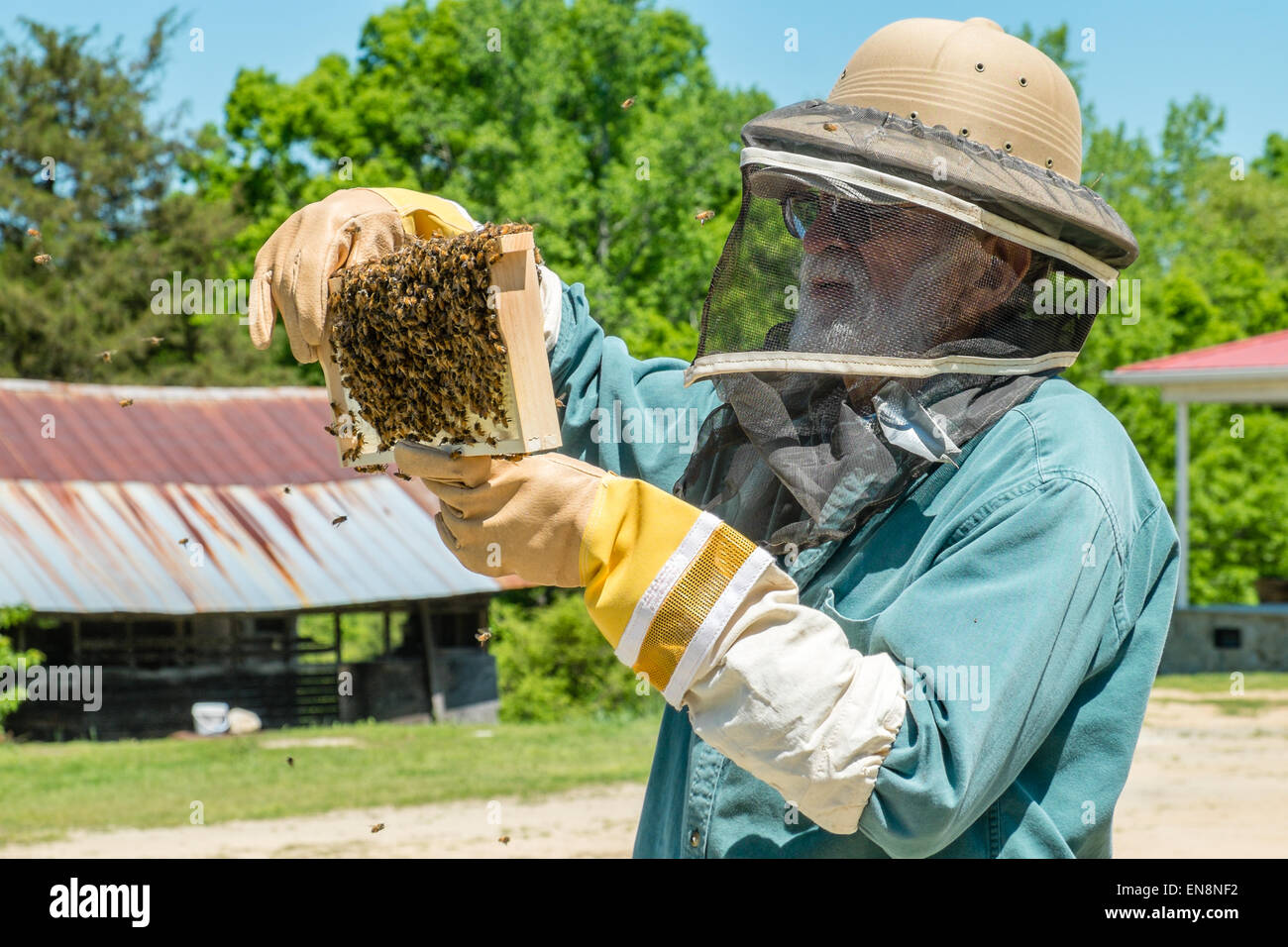 Imker Inspektion Frames von einem Langstroth Bienenstock, wie er für Königin, Arbeiter, Drohnen und aktive Brut überprüft. Stockfoto