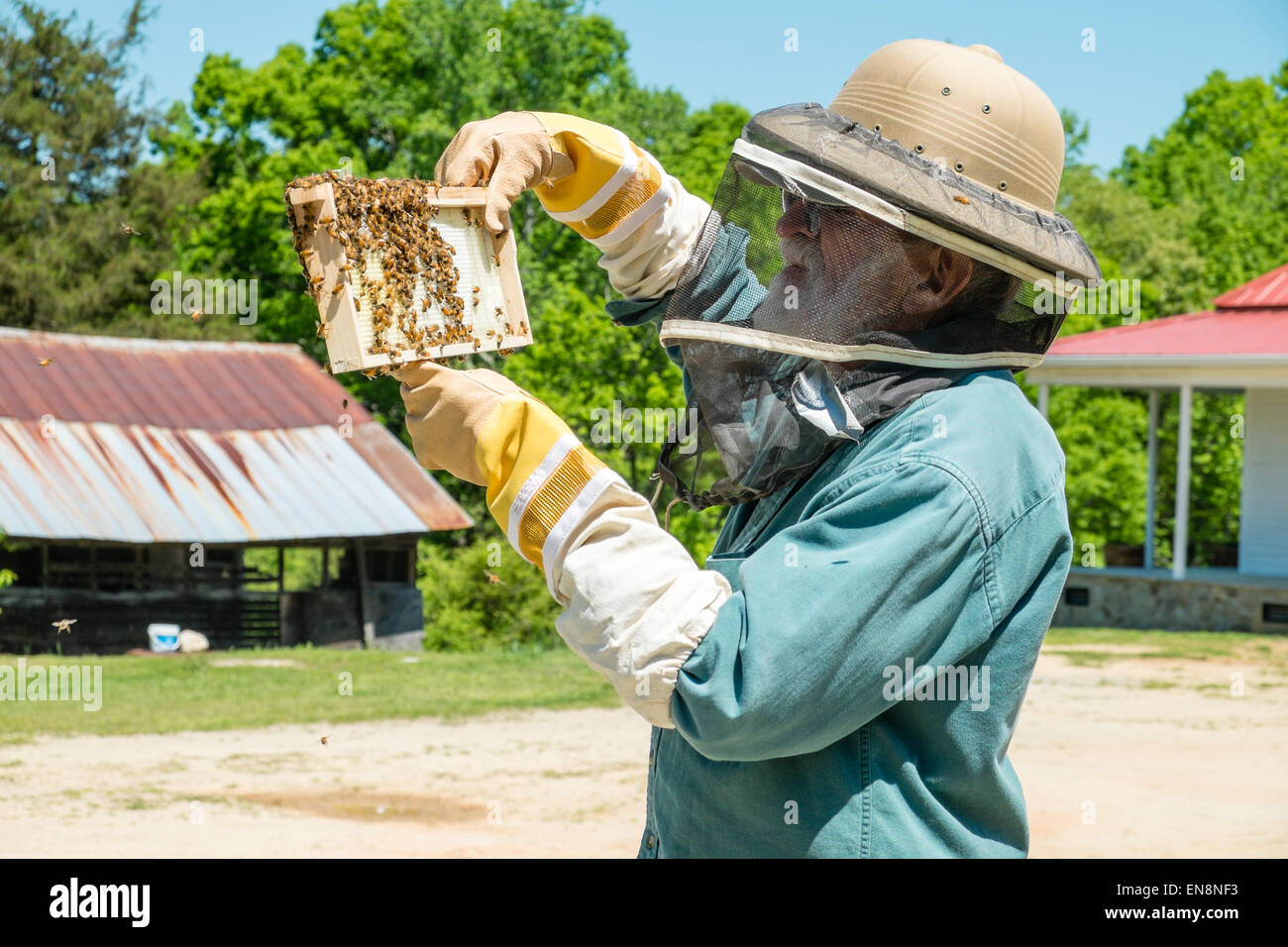 Imker Inspektion Frames von einem Langstroth Bienenstock, wie er für Königin, Arbeiter, Drohnen und aktive Brut überprüft. Stockfoto