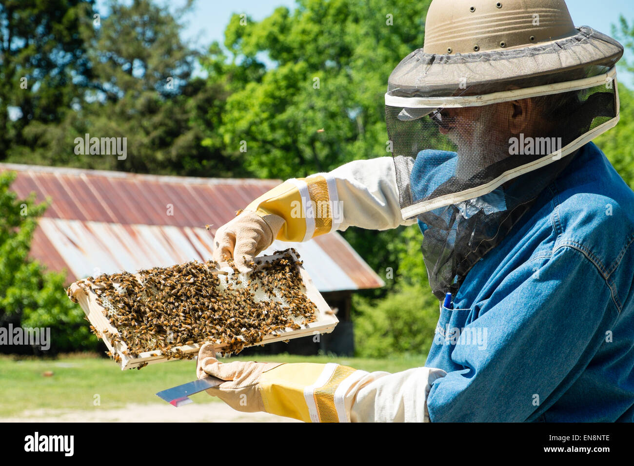 Imker Inspektion Frames auf ein Langstroth Honigbiene Bienenstock auf einer Farm im ländlichen South Carolina. Stockfoto