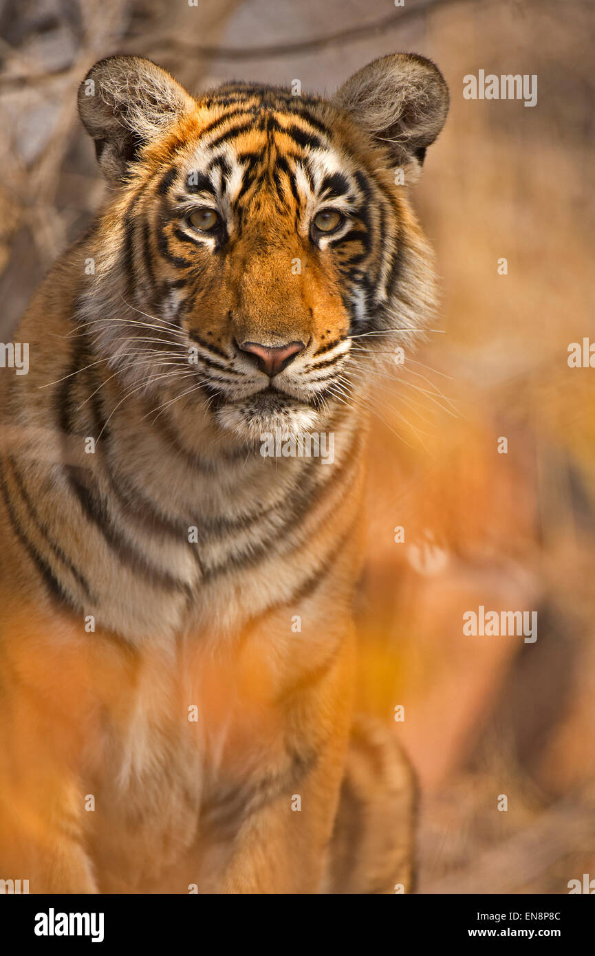 Kopfschuss von einem Sub Erwachsene Tiger aus Ranthambhore Stockfoto