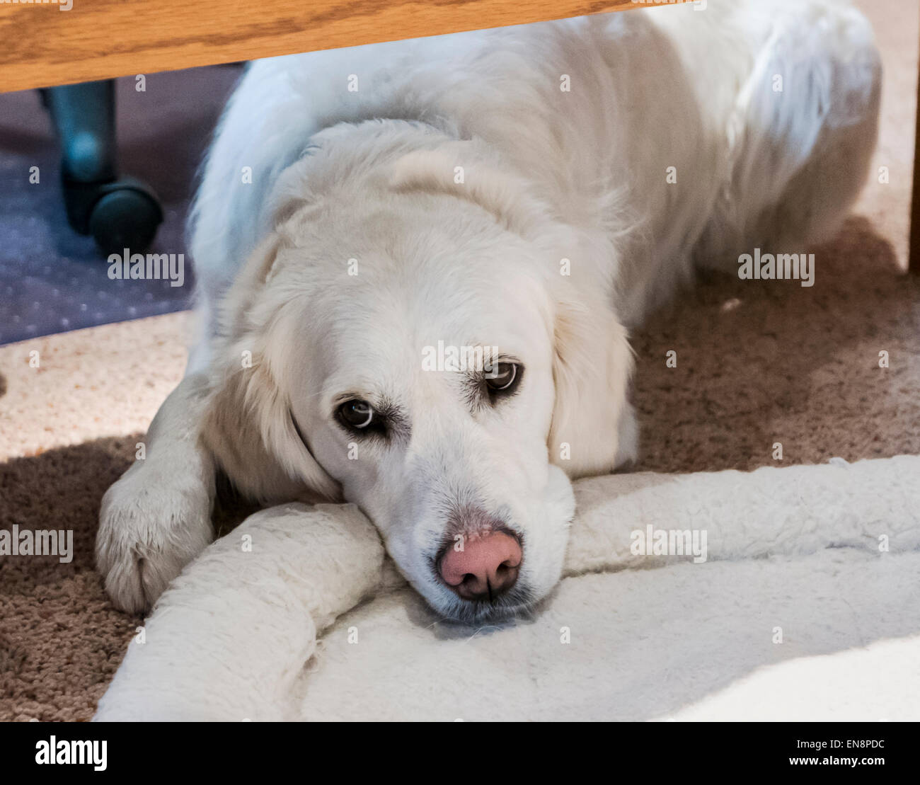 Platin farbige Golden Retriever. Stockfoto