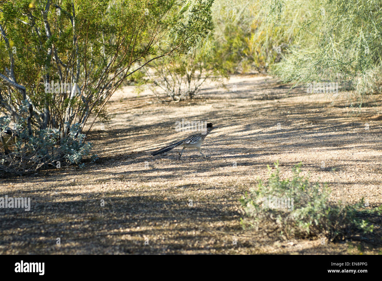 Ein Roadrunner in der südwestlichen Wüste Stockfoto
