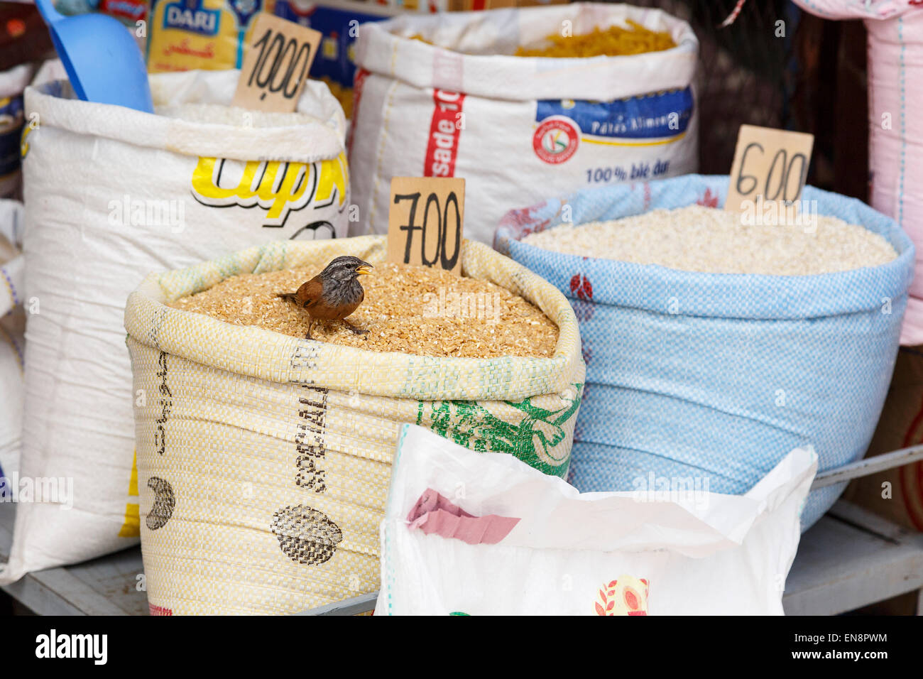 Vogel, Essen im Shop (Emberiza Sahari) Marrakesch. Marokko. Afrika Stockfoto