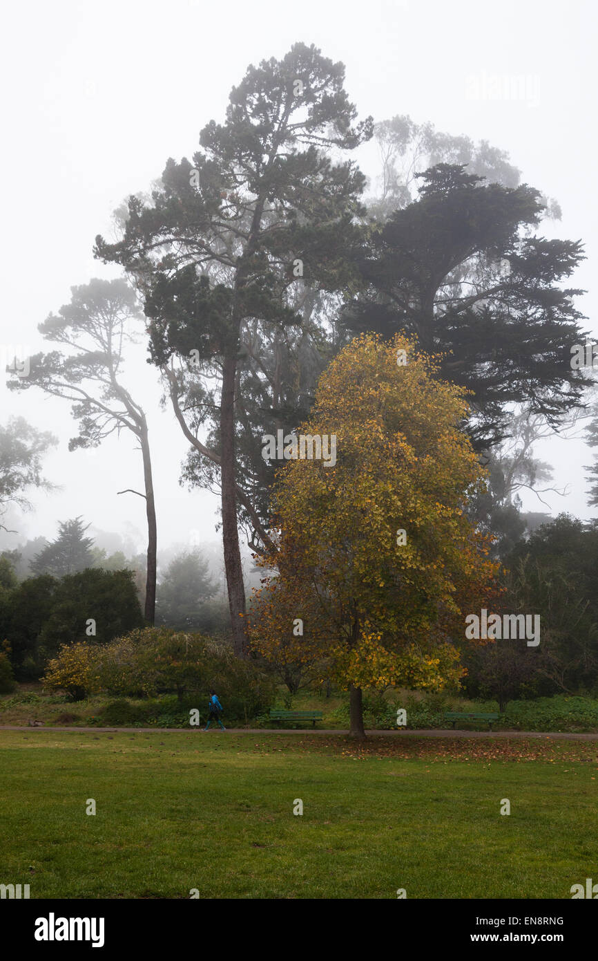 Ein Baum, dessen Blätter goldbraun an einem nebligen Herbsttag im Park mit immergrüne Bäume im Hintergrund eingeschaltet haben. Stockfoto