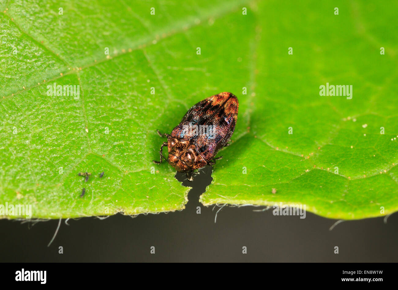 Metallische Holz - langweilige Käfer (Brachys aerosus) Stockfoto