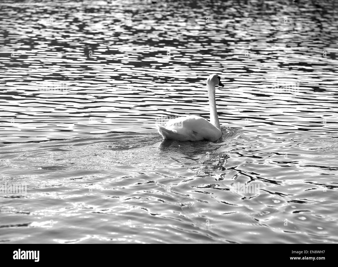 White Swan Schwimmen im Wasser schwarz und weiß Stockfoto